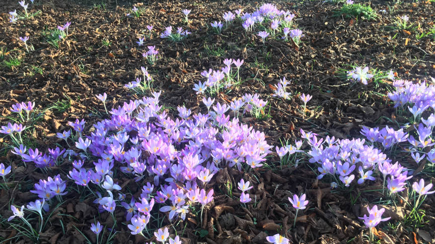 Our Spring Refresh Tips – Shaku