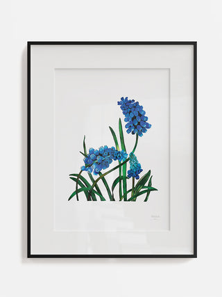 Muscari Mount Hood Blue Flowers Fine Art Print