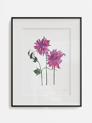 Pink Dahlia Fine Art Print