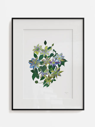 Purple Clematis Fine Art Print