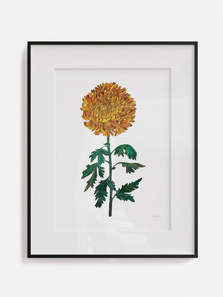 Chrysanthemum Shine Fine Art Print