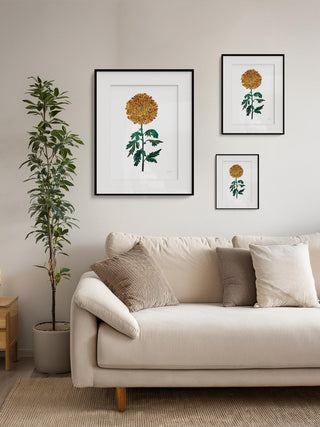 Chrysanthemum Shine Fine Art Print