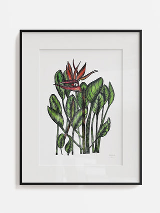 Bird of Paradise Fine Art Print