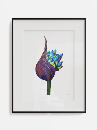 African Lily Fine Art Print