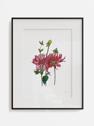 Curly Dahlias Fine Art Print