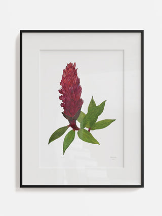 Ginger Plant Blooms Fine Art Print