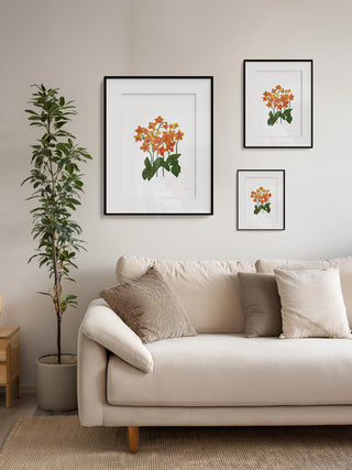 Orchid Fine Art Print