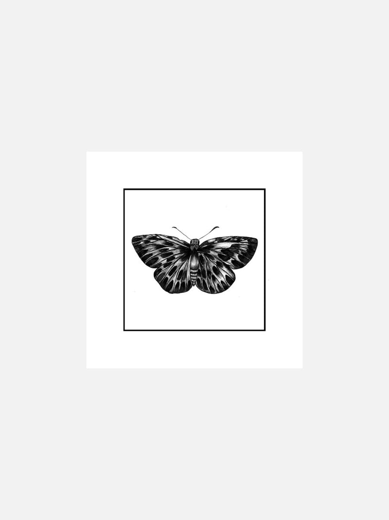 Butterfly Beauty Card
