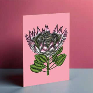 Protea in Pink Card