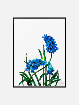 Muscari Mount Hood Blue Flowers Fine Art Print