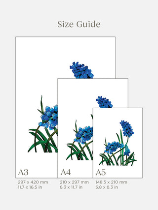 Muscari Mount Hood Blue Flowers Fine Art Print