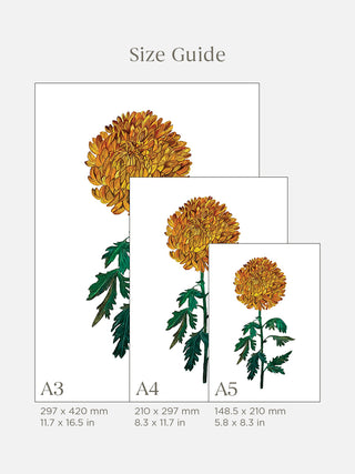 Chrysanthemum Shine Fine Art Print